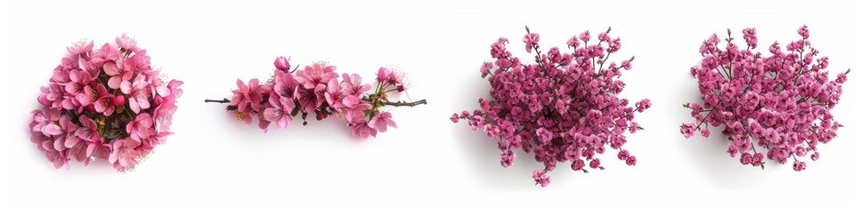 A top view of cherry trees in hybrid hyperrealism with high details isolated on a transparent background.