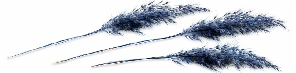 Obraz premium Hyperrealistic Gomma Grama Grass Jungle Botanical Grass PNG File Isolated On Transparent