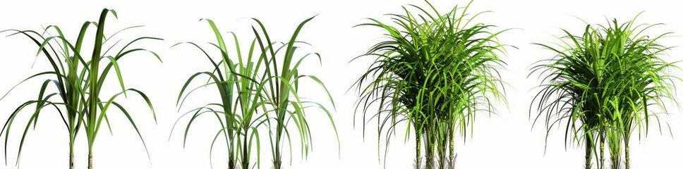 Fototapeta premium Sugar Cane Jungle Botanical Grass Hyperrealistic Highly Detailed Isolated On Transparent Background