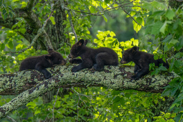 Three bear cubs are seen exploring and playing on a large tree branch © dfriend150