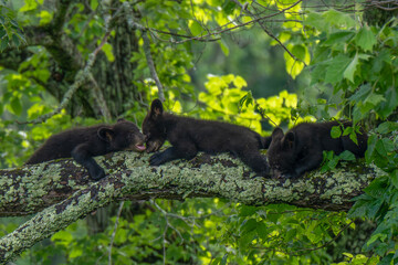 Three bear cubs are seen exploring and playing on a large tree branch 