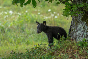 A young bear cub stands cautiously by a tree surrounded by lush, green foliage. The background is a soft blur of greenery, creating a serene and natural setting. © dfriend150