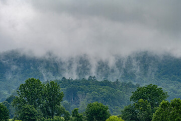 A dense layer of fog gently settles over a lush, green forested hillside