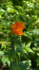 orange rose in the garden