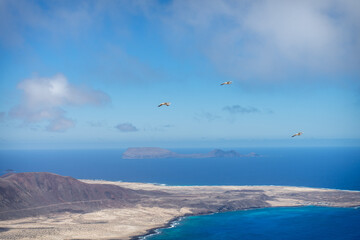 Luftaufnahme von Lanzarote Küste mit fliegenden Möwen