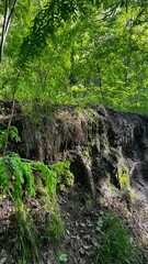 stream in the forest