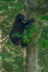 Large black bear climbing down a tree