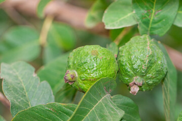 Close-Up of Green Guava Fruits on Tree Branch