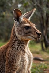 Kangaroo in grass , Close-Up