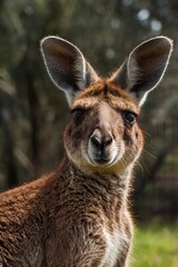 Fototapeta premium Kangaroo in grass , Close-Up