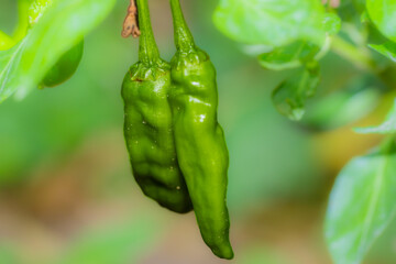Close-Up of Green Chili Peppers on Plant in Garden