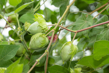 Close-Up of Cotton Plant with Green Cotton Bolls in Garden