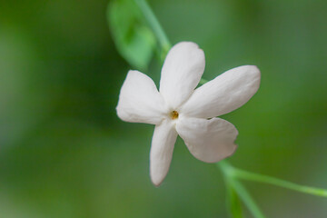 Close-Up of White Jasmine Flower with Green Background