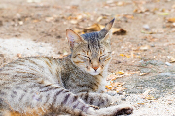 Peaceful Cat Resting on Ground in Outdoor Setting