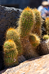 Kakteen im Kaktusgarten mit Windmühle, Lanzarote