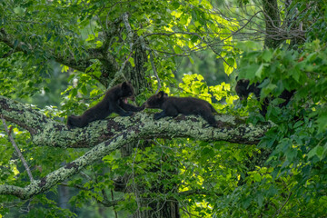 Three bear cubs are seen exploring and playing on a large tree branch  © dfriend150