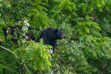 Black bear in the trees feeding and resting
