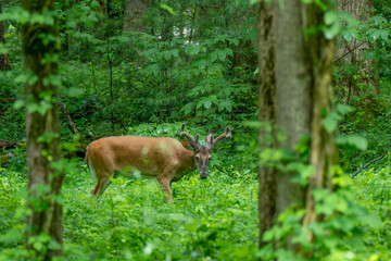 A deer with antlers stands amidst lush green vegetation, partially obscured by tree trunks. The...