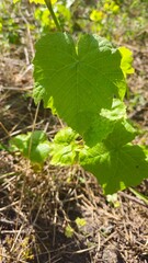 grape vines in the vineyard