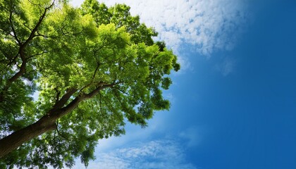 Fototapeta premium leaves against sky