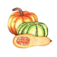 Two large orange and green pumpkins and a half of butternut squash. Harvest festival vegetables clipart. Autumn. Fall. Thanksgiving. Hand-drawn watercolor illustration.