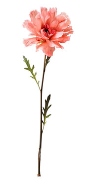 Pink poppy flower stem isolated on white background