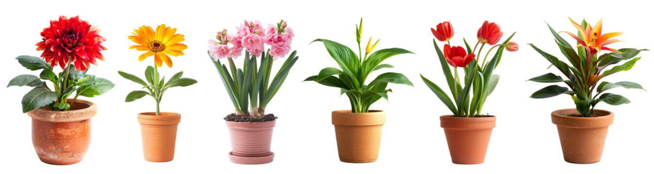 Collection of flowers in terracotta pots isolated on transparent white background