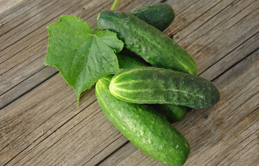 fresh cucumbers on a wooden background. natural products from the farm