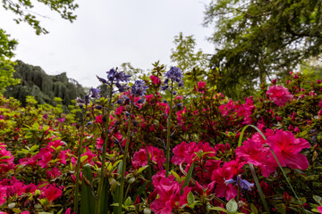 pink flowers in the garden