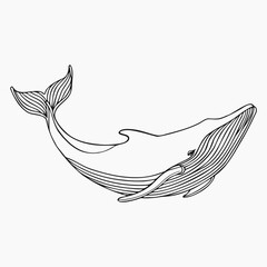 Humpback whale, line art isolated on white background. Minimal abstract whale linear sketch drawing