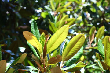 A detailed view of a leafy plant, ideal for use in botanical or scientific contexts.
