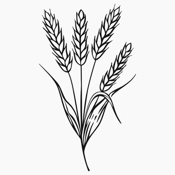 recommend clip art: Ears of wheat. Barley line art drawing on white background. Vector elements for design, logotype, print, poster