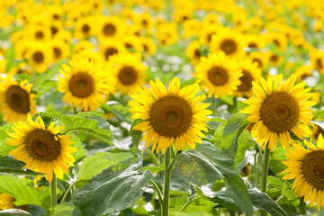 夏のひまわり畑