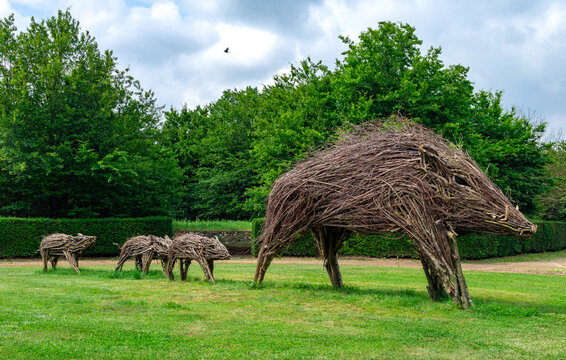 Famiglia di Cinghiali