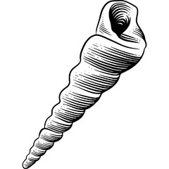 Hand drawn Seashell Sketch Illustration