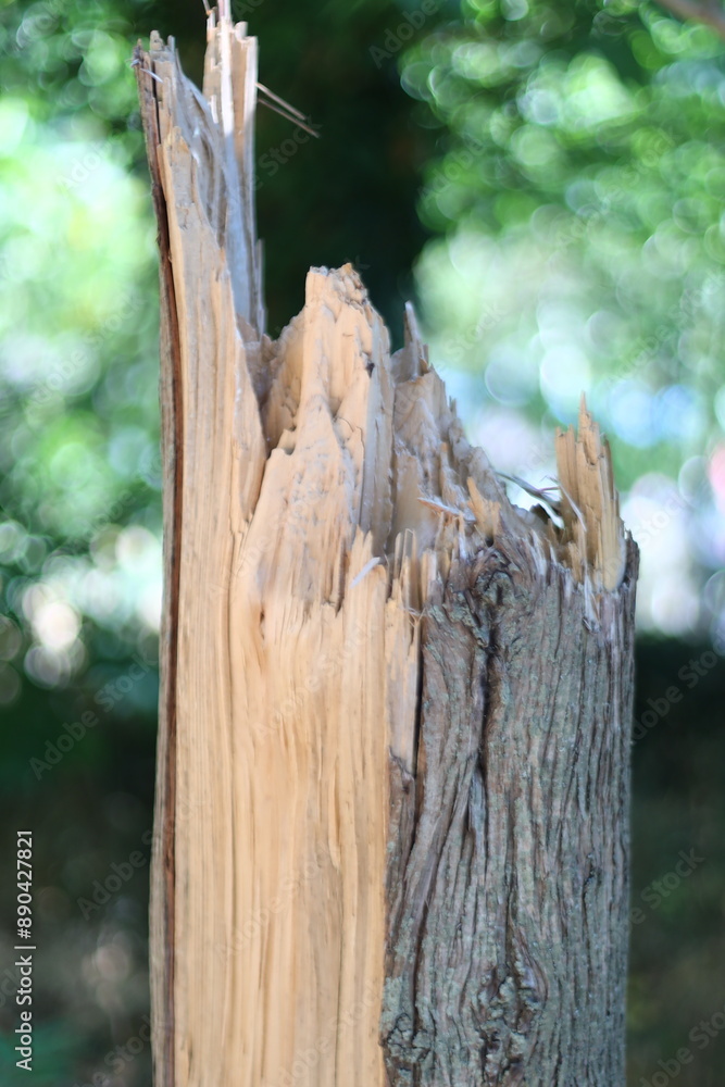 Aufkleber Close-up shot of tree bark texture and pattern.
