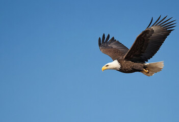 Fototapeta premium A photo of a majestic bald eagle soaring through a clear blue sky. 