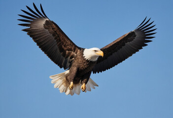 Obraz premium A photo of a majestic bald eagle soaring through a clear blue sky. 