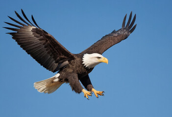 Fototapeta premium A photo of a majestic bald eagle soaring through a clear blue sky. 