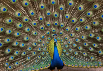 Fototapeta premium A colorful peacock showcasing its impressive tail feathers in a mating display. 