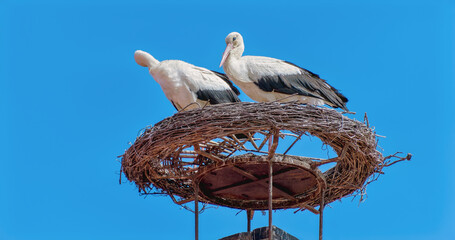stork in nest, Rust, Burgenland, Austria, May 2024
