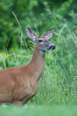 A whitetail deer looking off into the distance