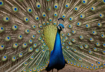 Obraz premium A proud peacock strutting its stuff with its tail feathers fanned out. 
