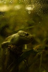 Lizard Behind a Wet Glass in a Terrarium