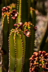 Euphorbia canariensis pertenece a la familia 	Euphorbiaceae.