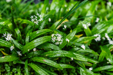 Grüne Blätter mit weissen kleinen Blüten nass vom Regen im Wald von Nordirland sehen aus wie...