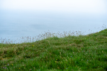 Gräser die an einer Klippe vor dem Meer in Nordirland in Wind wehen