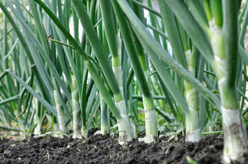 close-up of growing organic green onion in the vegetable garden