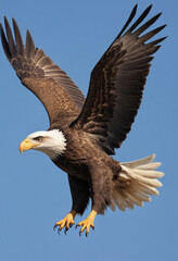 Obraz premium A majestic eagle soaring through the sky with a determined look. 