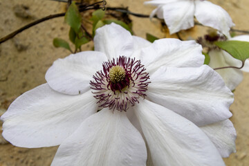 white and pink flowers in spring